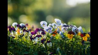 Good Willing"-  Sunday Contemporary Service April 12, 2026
