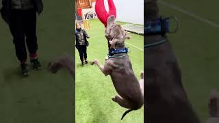 Indoor training of pit bull