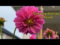 I Didn’t Expect Dahlias to Change My Garden Like This
