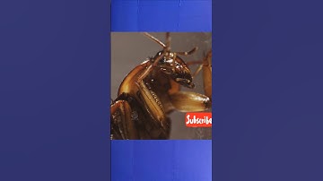 Cockroaches Can Jump & Fly?! In slow mo, it