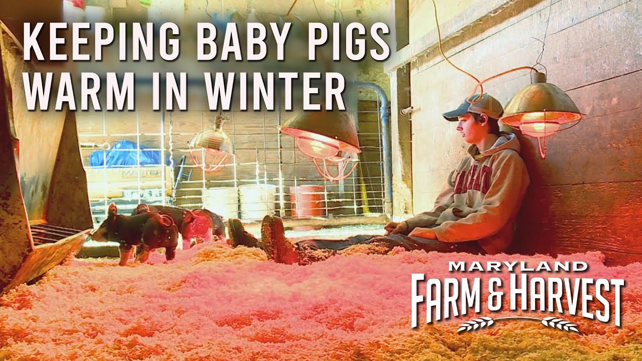 Keeping Baby Pigs Warm in Winter MD F&H YouTube