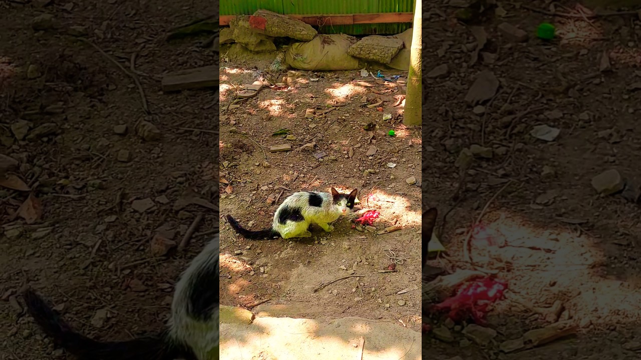 meow meow. sweet cat 🐈🐈 