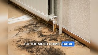 Why Mold Keeps Coming Back in Metro Indianapolis Homes