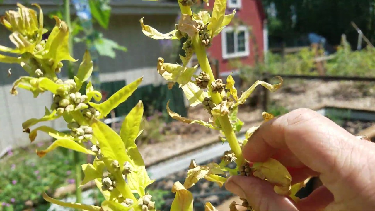 Harvesting Spinach Seeds after bolting! YouTube