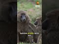 Os 3 Primatas Mais PERIGOSOS e MORTAIS! 🚫  #curiosidades #animals #bizarro