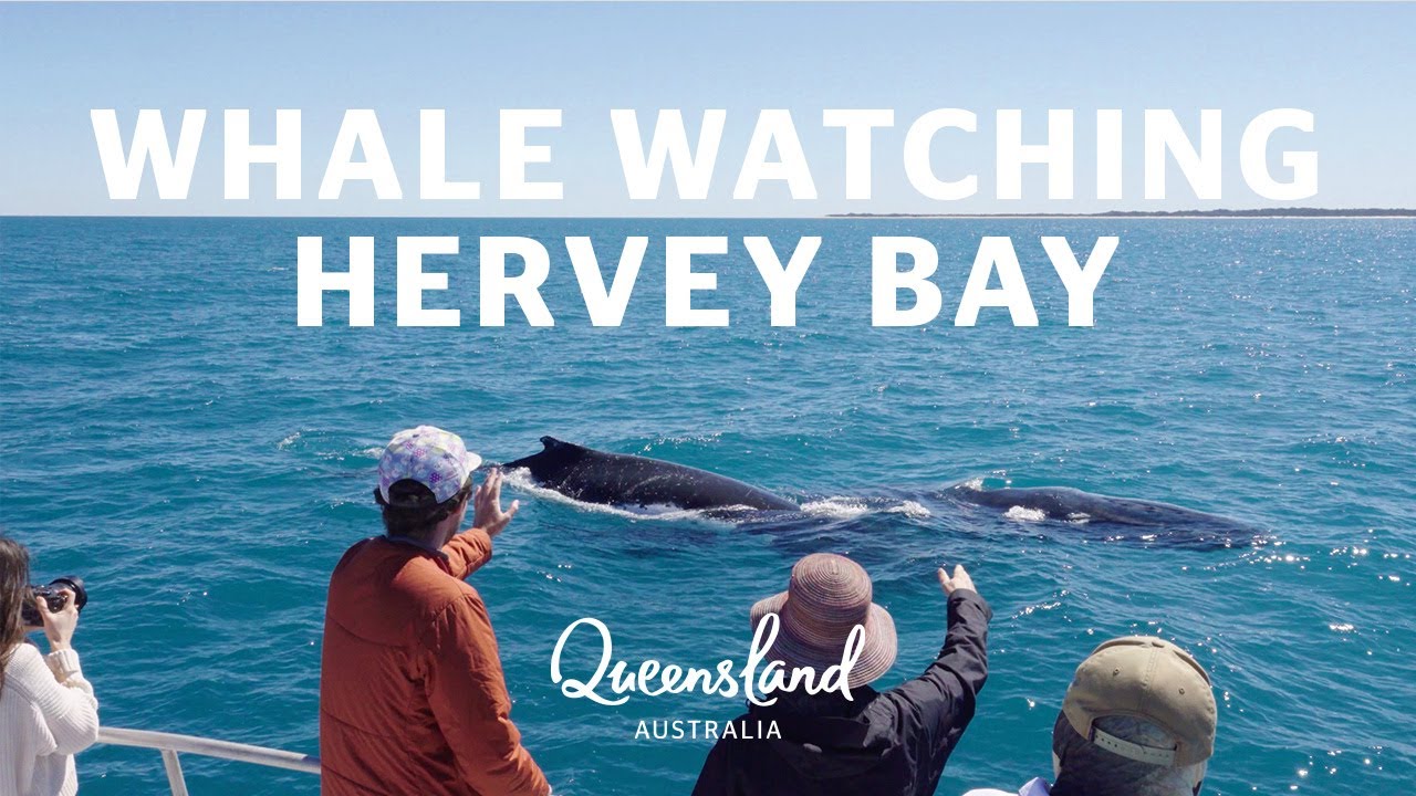 What It s Like To Go Whale Watching In Queensland YouTube what-it-s-like-to-go-whale-watching-in-queensland-youtube