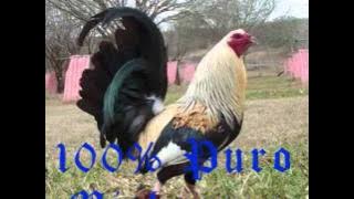 QUIERO CHARLAR CON LA MUERTE .BANDA ROJA wmv