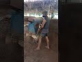 pengayakan pupjk organik serbuk