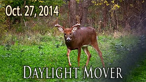 Midwest Whitetail | Pre rut Bowhunting in Iowa