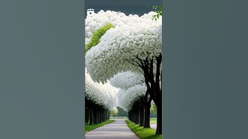 قران كريم #subscribe ارح سمعك بسمع القران الكريم فديو قصير الشيخ عبد الباسط #قران