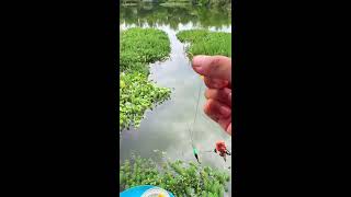Outdoor Wild Fishing Live