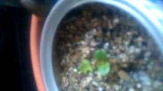 Elmer The Tickle Plant