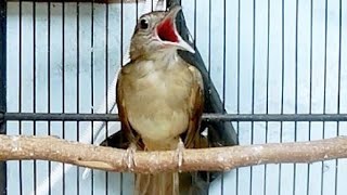 MASTERAN KAPAS TEMBAK NGEBREN PANJANG 