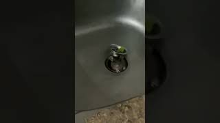 Remy ratatouille remy