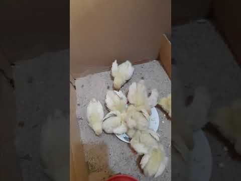 وجبة البيض المسلوق غنية بالفيتامينات للكتاكيت