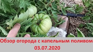 Обзор огорода с капельным поливом на 03.07.20