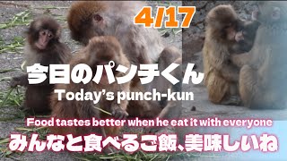 【癒やし動画】パンチくんがみんなと仲良くエサを食べる姿が尊い　【Heartwarming】Punch-kun Enjoying Mealtime with His Friends 🐵🍌