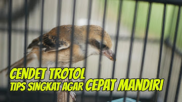 Tips Singkat Agar Burung Cendet Trotol Cepat Makan Voer Atau Mandiri