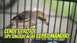 Tips Singkat Agar Burung Cendet Trotol Cepat Makan Voer Atau Mandiri