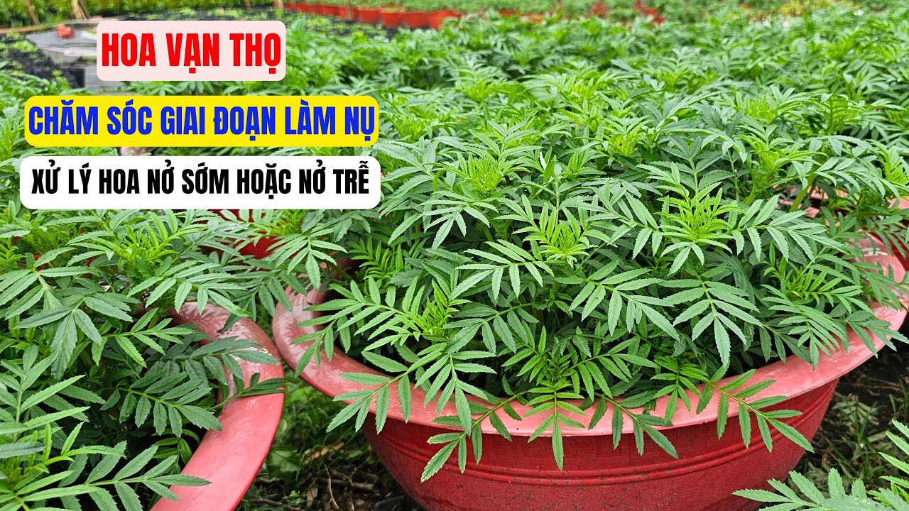 Chăm sóc vạn thọ giai đoạn làm nụ