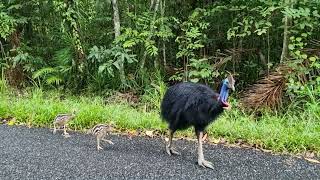 Cassowary and chicks on Cook highway Daintree