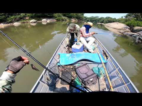 PESCANDO CACHARA NA RODADA -  Técnica muito eficaz.