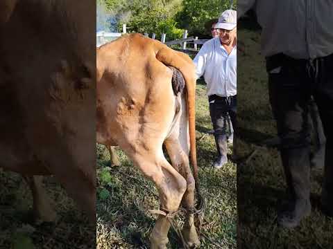 como acabar com bernos no gado