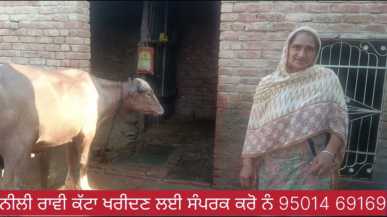 ਨੀਲੀ ਰਾਵੀ ਕੱਟਾ ਖਰੀਦਣ ਲਈ ਸੰਪਰਕ ਕਰੋ ਨੰ 95014 69169,