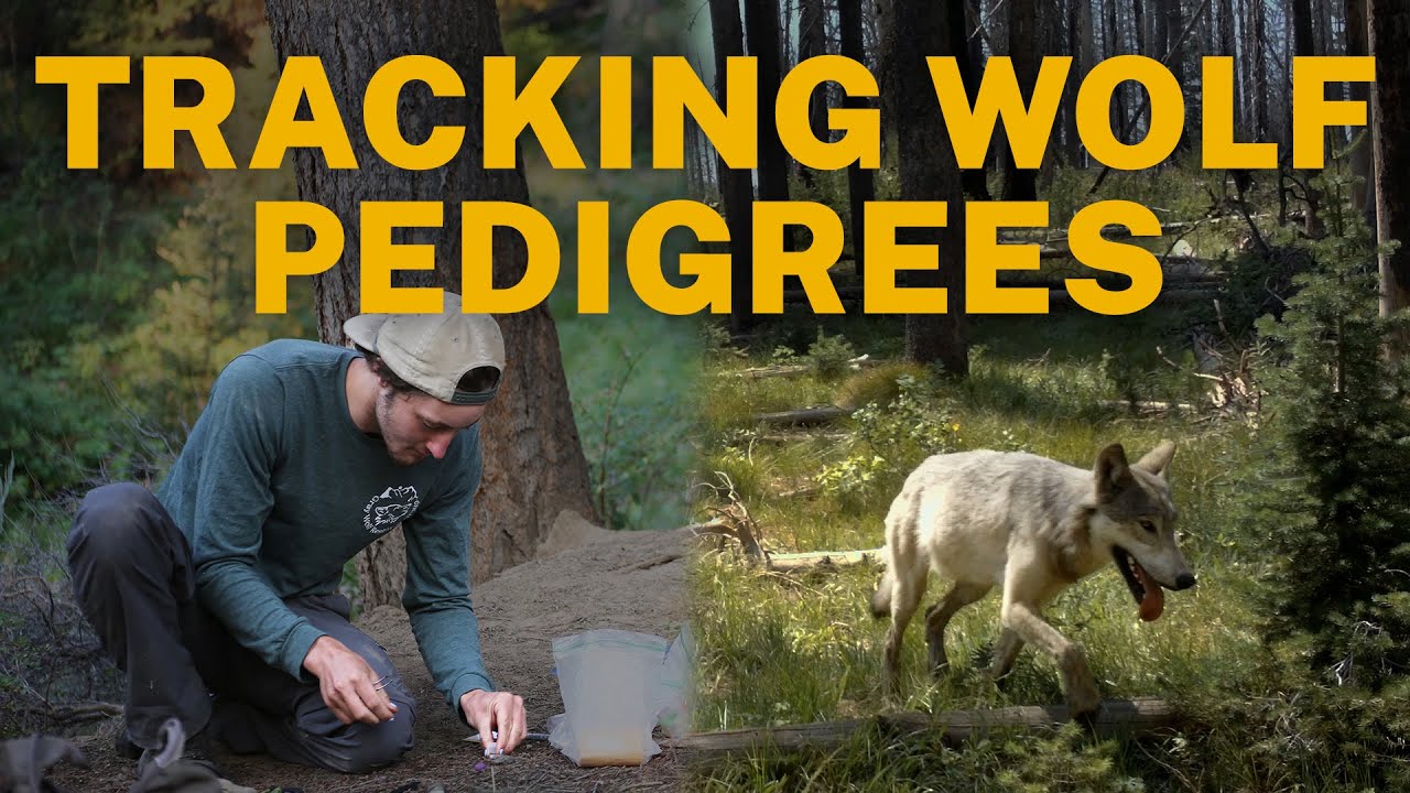 Составление карты генеалогических деревьев диких волков в штате Айдахо.