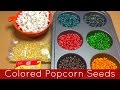 How To Color Popcorn Seeds -  Preschool and Kindergarten