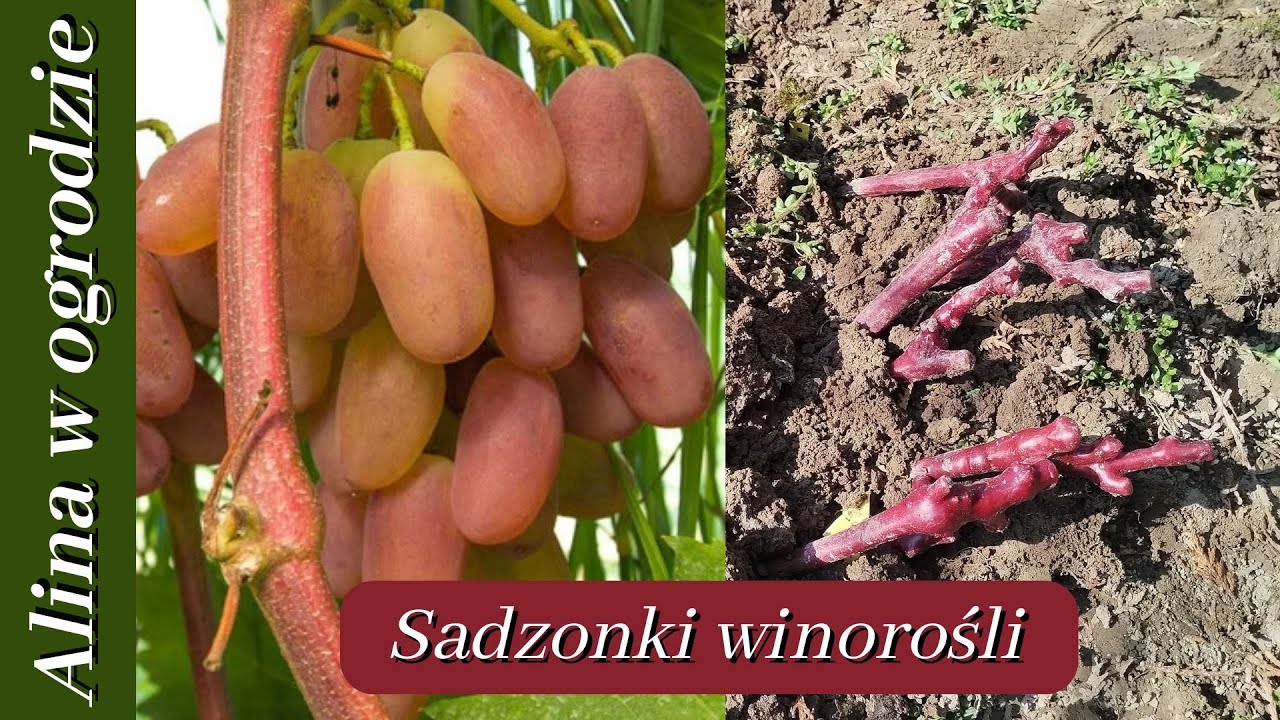 Nowe sadzonki winorośli