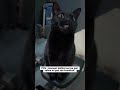 pasrah aja deh. #kucing #cat #meme #korporat #shortvideo