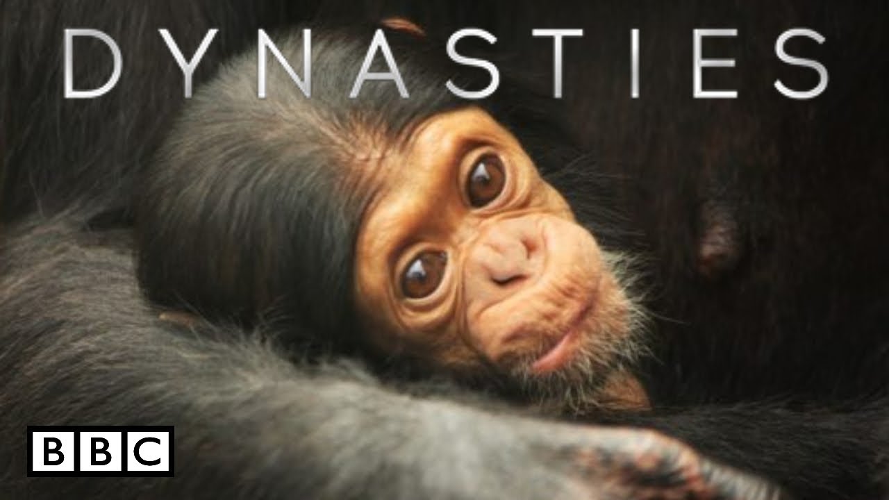  BBC America Dynasties chimpanzees | Episode 1 - The Ruler