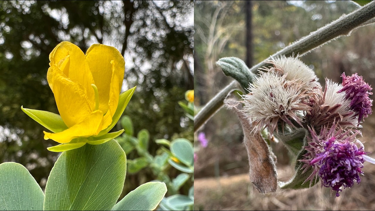 Бесконечное Серрадо, вдохновляющее в каждом сантиметре.