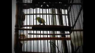 Pleci Sudar Bukabukaan