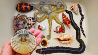 Catch puffer fish and hermit crabs, snails, conch, eels, crabs, sea fish, starfish, octopus, fish