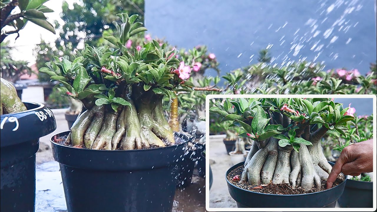 Adenium Watering Mistakes. Desert Rose Plant. - YouTube