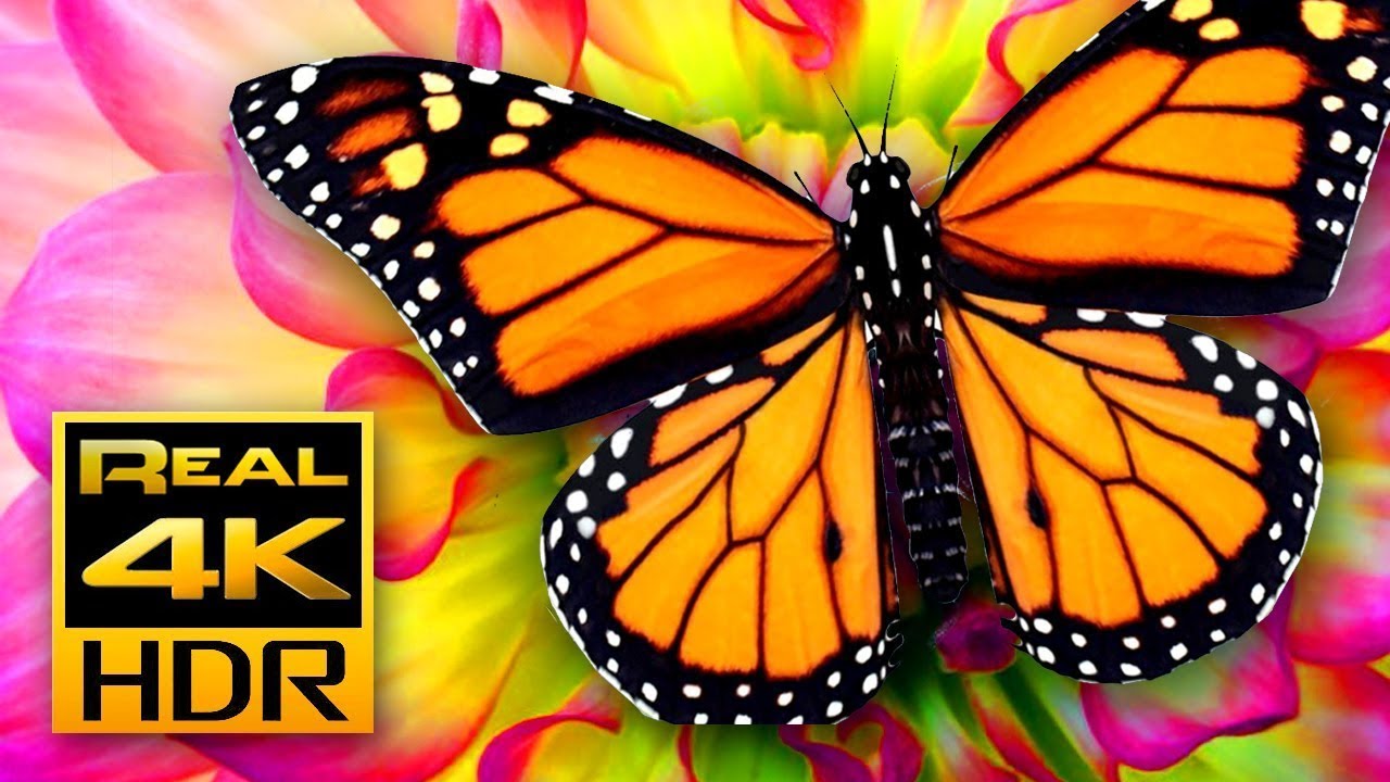 Beautiful Butterfly On A Flower With Music 2022 PWN