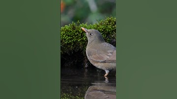 Blackbird drinking water #shorts #youtubeshorts #shortvideo #blackbird