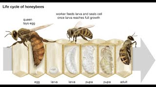 Stages of Honey Bee Development