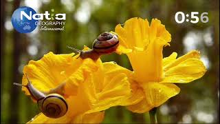 LA LLUVIA EN LOS BOSQUES TROPICALES DE COSTA RICA