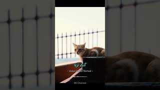 WHERE DO CATS GO AFTER THEY DIE #ustadabdussomad #uas #cats #cutecats