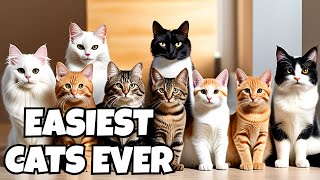 The 10 Easiest Cat Breeds to Care For 🐱❤️