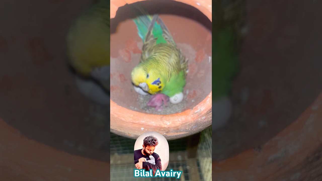 Pure holland breeding progress 