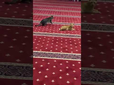 قطط بالمسجد اثناء الصلاه سبحان الله Shorts السعودية ترند Shortvideo