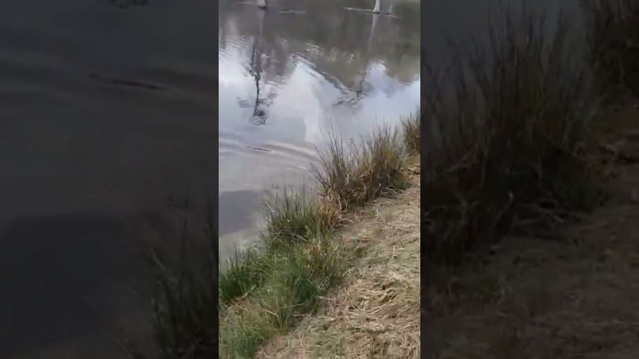 Good bass on ultralight tackle and 4lb test