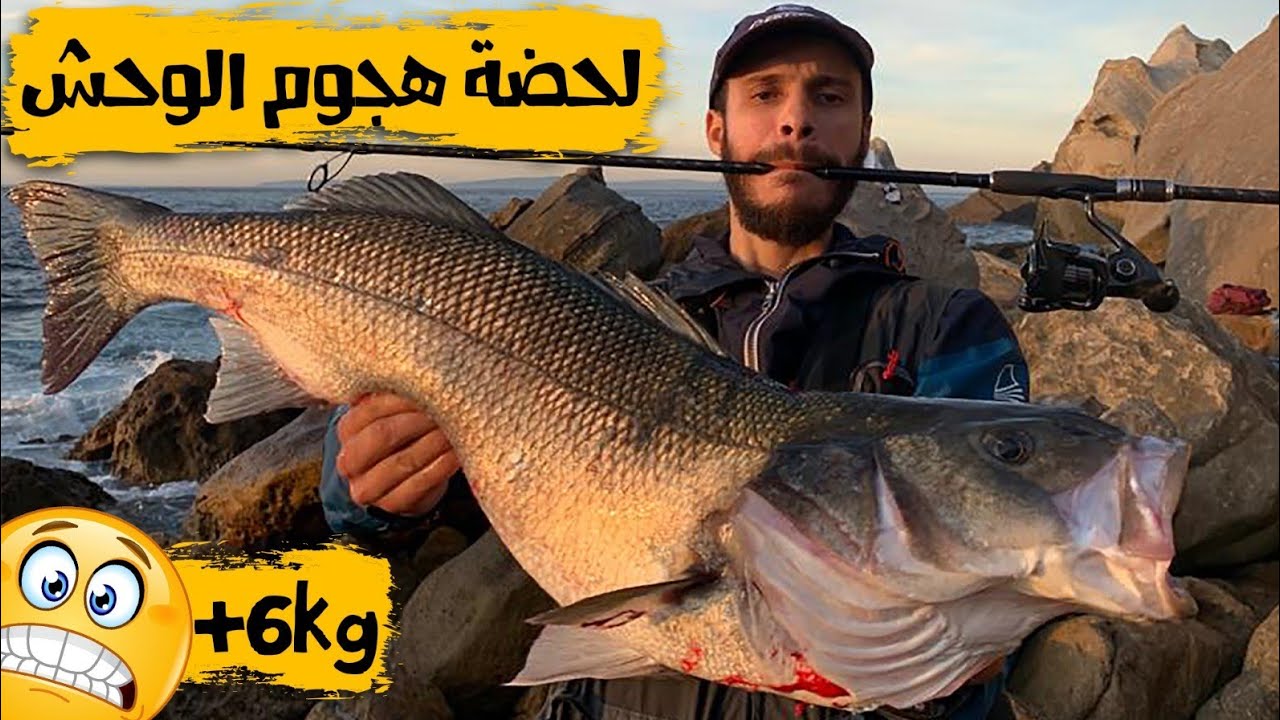 شاهد لحضة الهجوم 🤩 درعي بوزن أكتر من 6 كيلو 👌  LE BAR DE LA SAISON