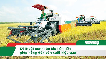 Kỹ thuật canh tác lúa tiên tiến giúp nông dân sản xuất hiệu quả