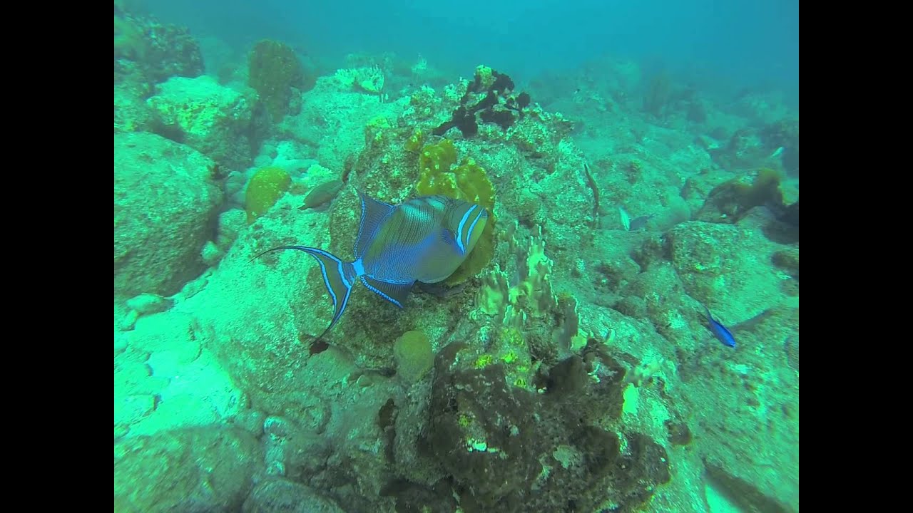 Jolipoisson Plongée sur la réserve Cousteau Guadeloupe YouTube — free download