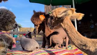 Alpacaboerderij lemelerveld